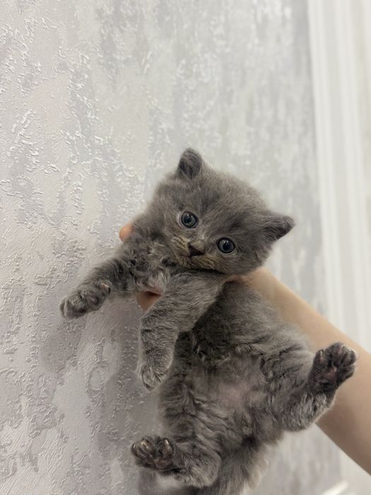 Мушук сотилади скотиш фолд тоза зотли соглом