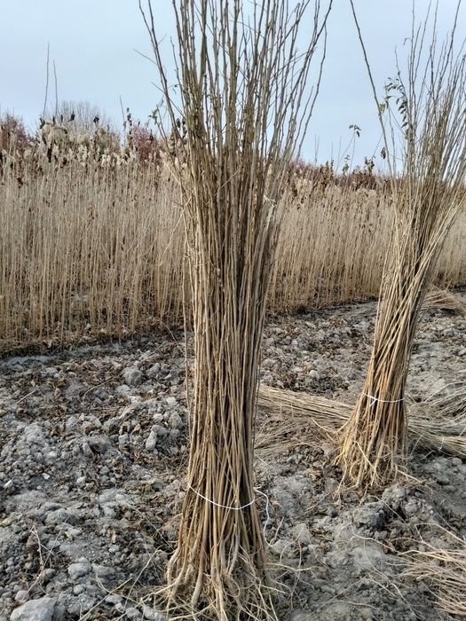 Tut kõchatlari 2 yillik