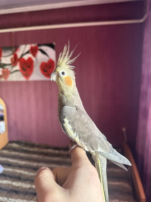 Продам абсолютно ручных корелл