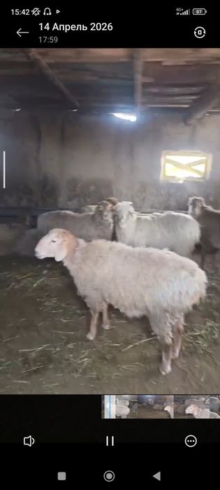 бордакы койлар сатылады