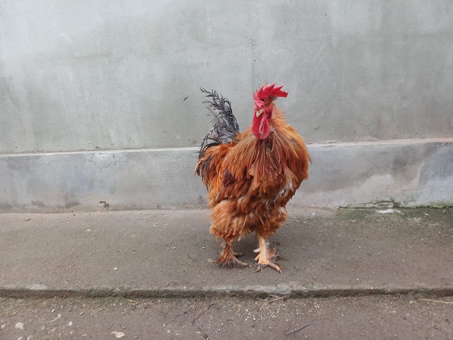 Vand cocos  de casa motat