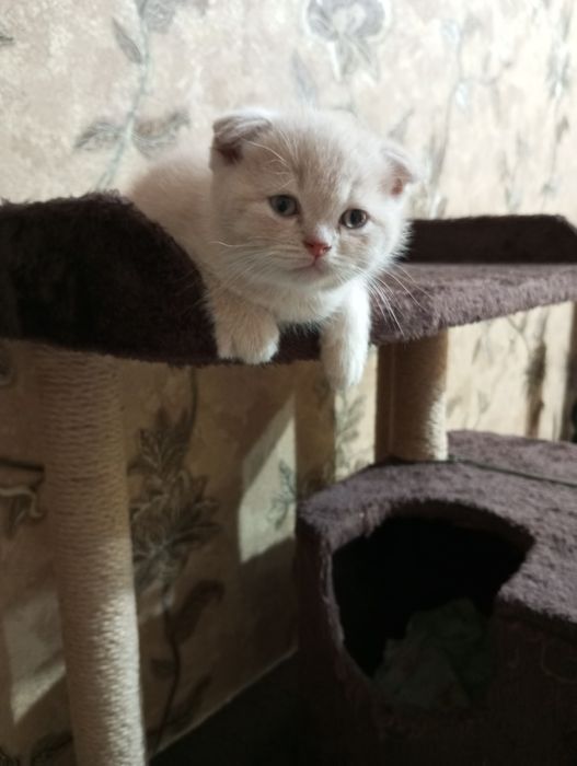 Британцы:Скотиш Фолд