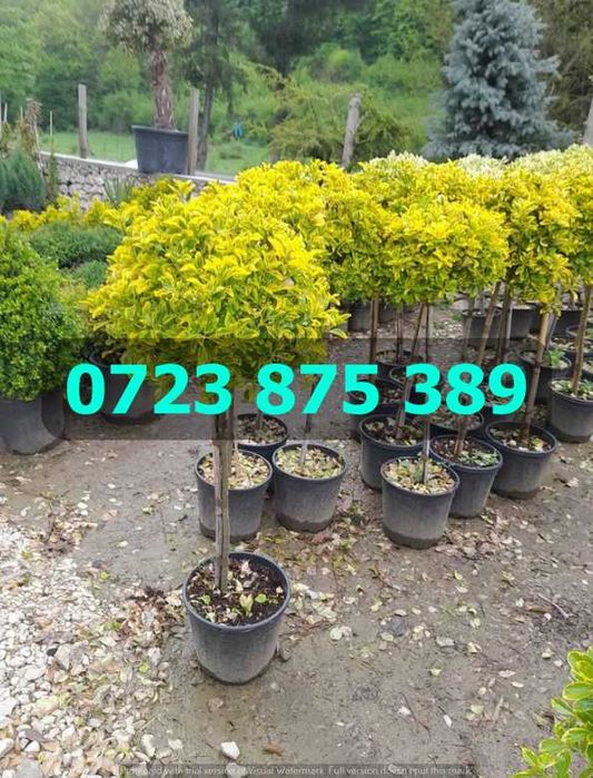 Plante de Calitate Superioară – Verificare la Livrare și Siguranță