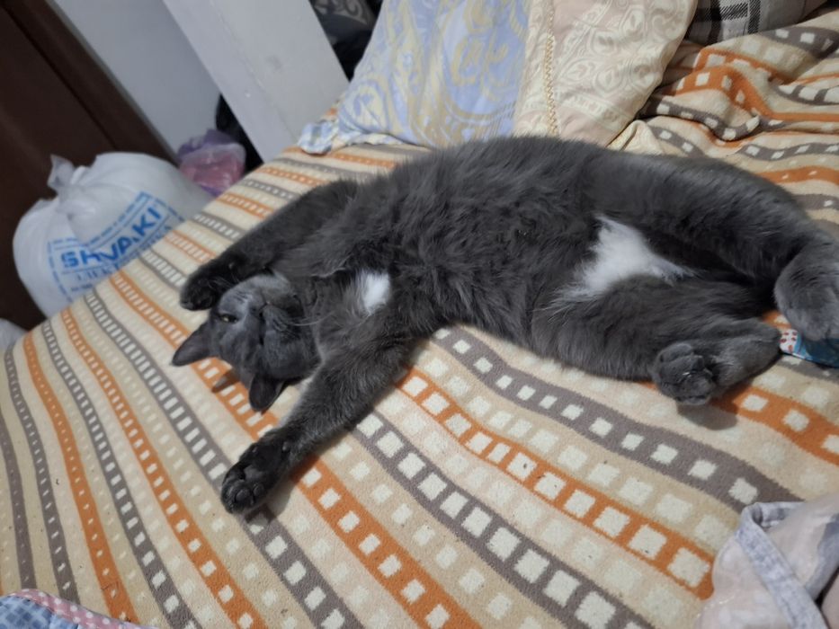 Отдам хороший руки кот