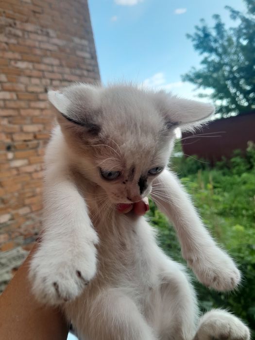 Срочно отдам котят