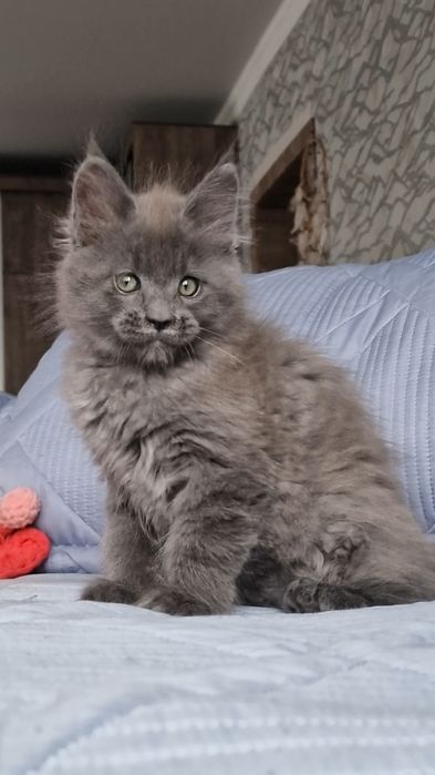 Котёнок мейн-кун