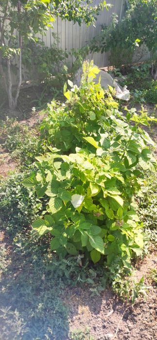 Продам дом не дорого торг есть