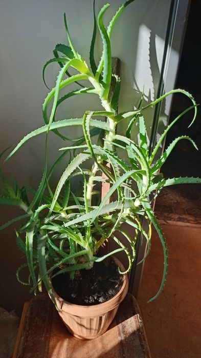 Комнатные цветы  продам.