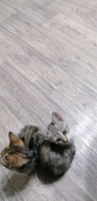 Продам породистых котят