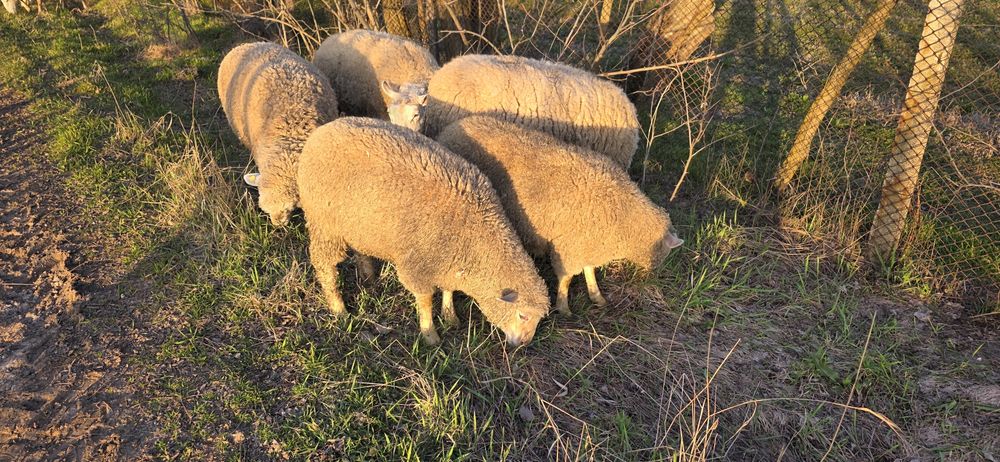 Mielute metis de texel si melinos