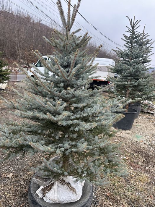 Brad verde Brad argintiu