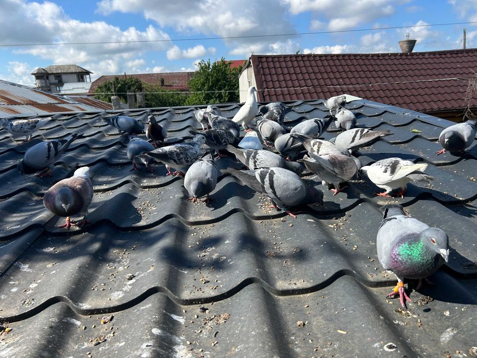 Porumbei Voiajori Originali  Culori  diferite  2020  -  2025 si   pui