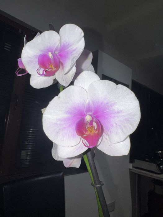 Цветя 3 Орхидеи -orchids- 13 euro