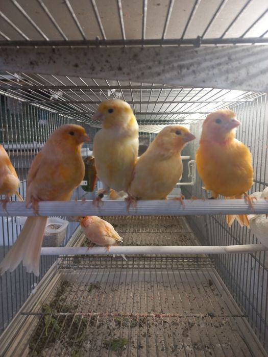 Canari masculi  si femele 2025 și pui 2026