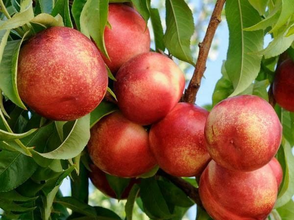 Pomi Fructiferi La GHIVECI (NECTARIN )