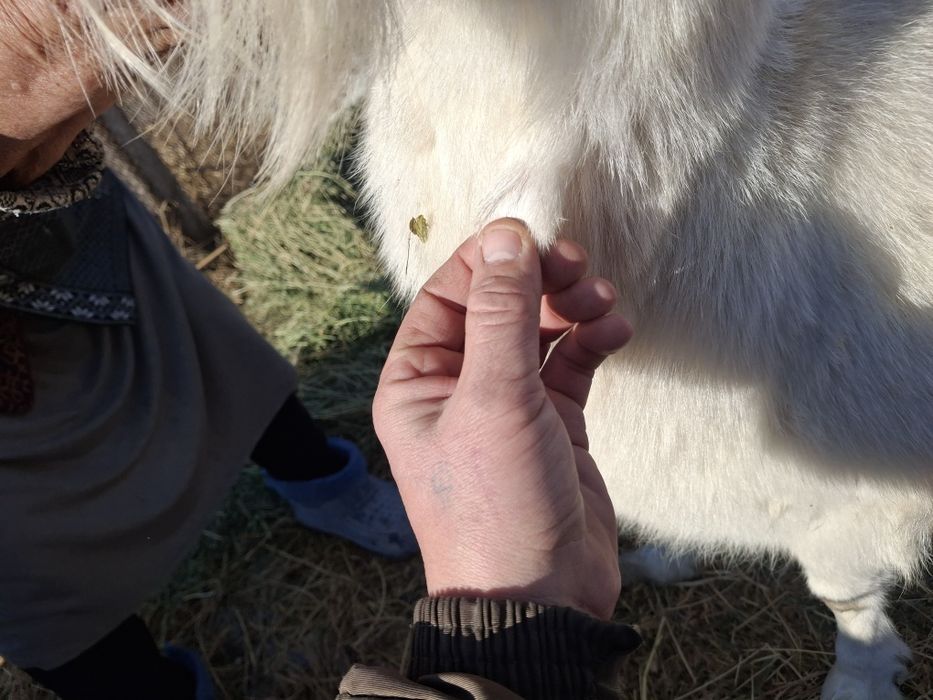 Занен таза орыс ешкі буаз