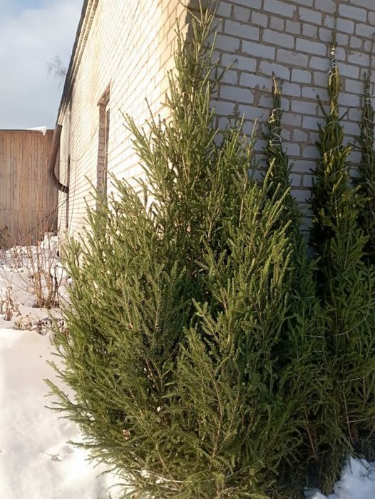 Елки новогодние сосна