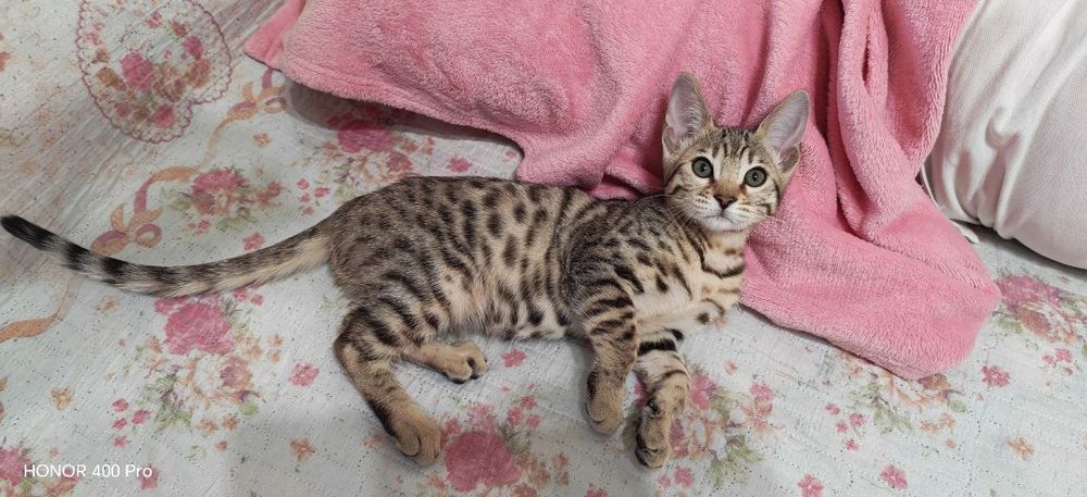 Продаются бенгальские котята