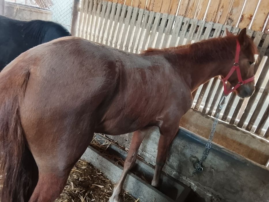 Vând mânză de 10 luni