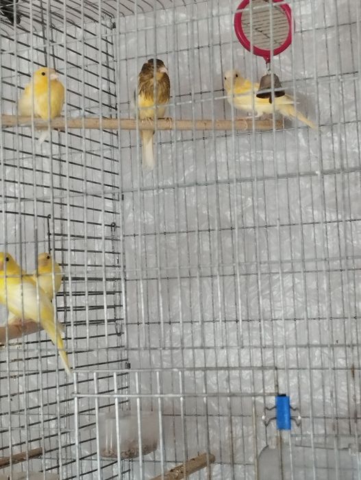 Певчие канарейки