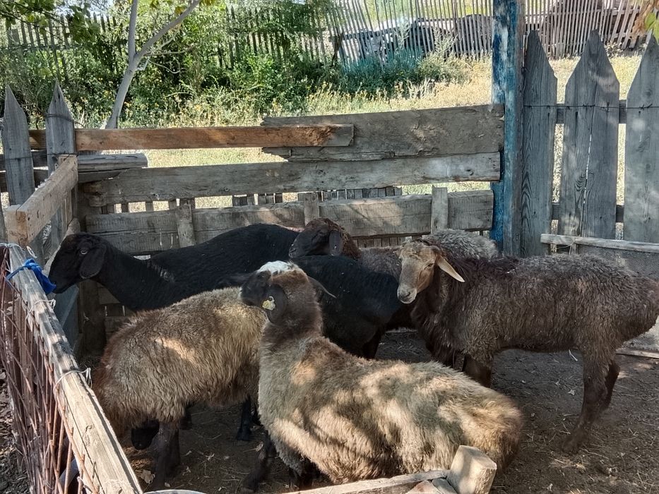 Семиз койлар сатылады