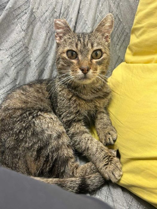 Гушко търси дом от девет месеца.