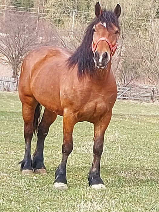 Vând iapă blândă