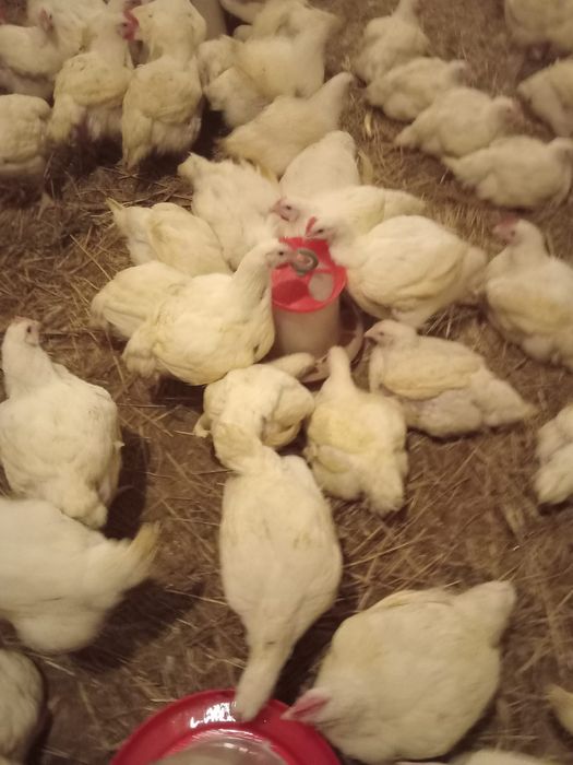 Pui carne  17 lei buc