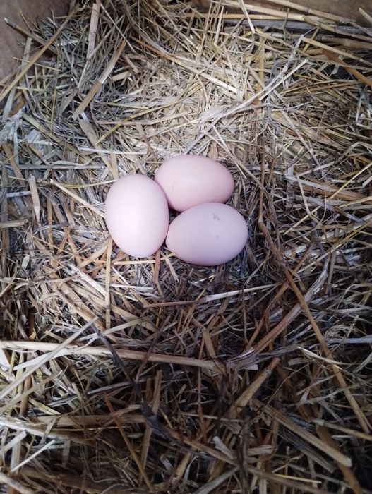 Ouă de la găini crescute bio