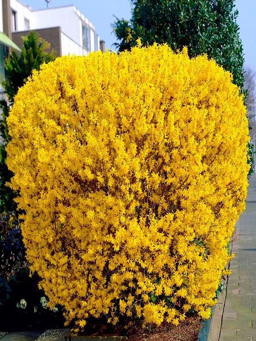 Форзиция пестролистный саженец