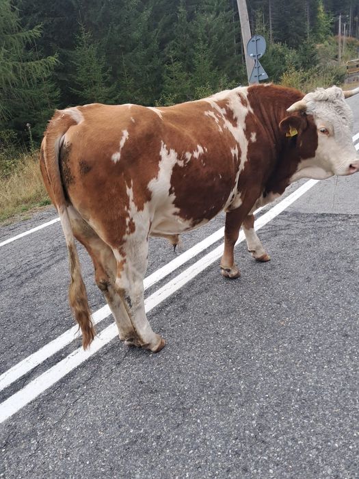 Vițele si taur de vanzare