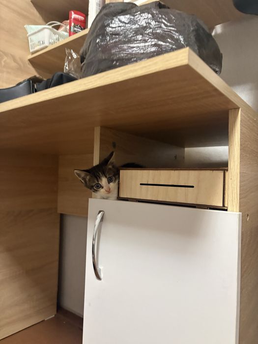 Отдам котят в хорошие пуки