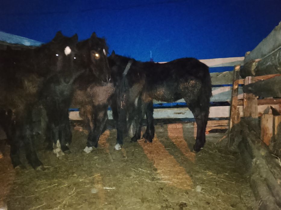 8бас жабағы сатылады Өскеменде тұр доставка бар. 2 ұрғашы 6 еркек . Ет