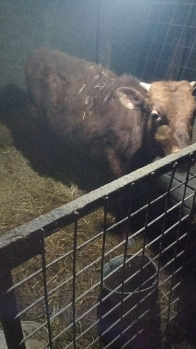 Продам бычка ,,,
