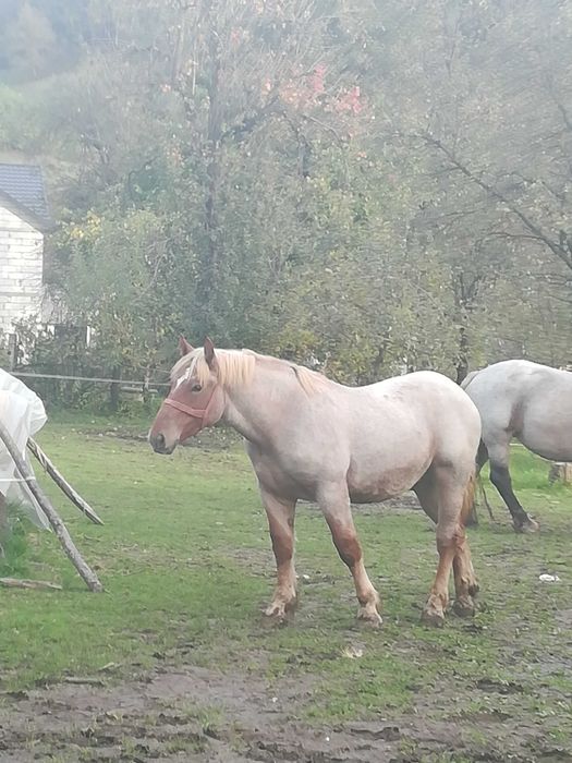 Mânz de vanzare Localitatea Zagra jud Bistrița Năsăud