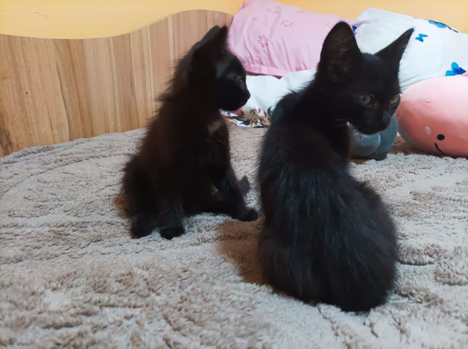 Dau spre adopție doi pui de pisica