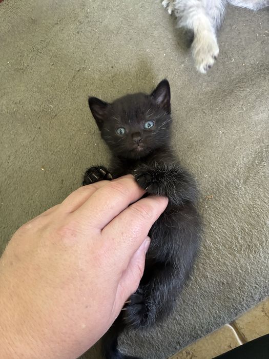 Шотландские котята остались 3 девочки