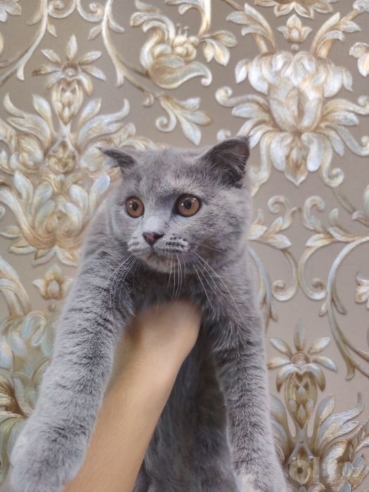 Шотландская вислоухая кошка