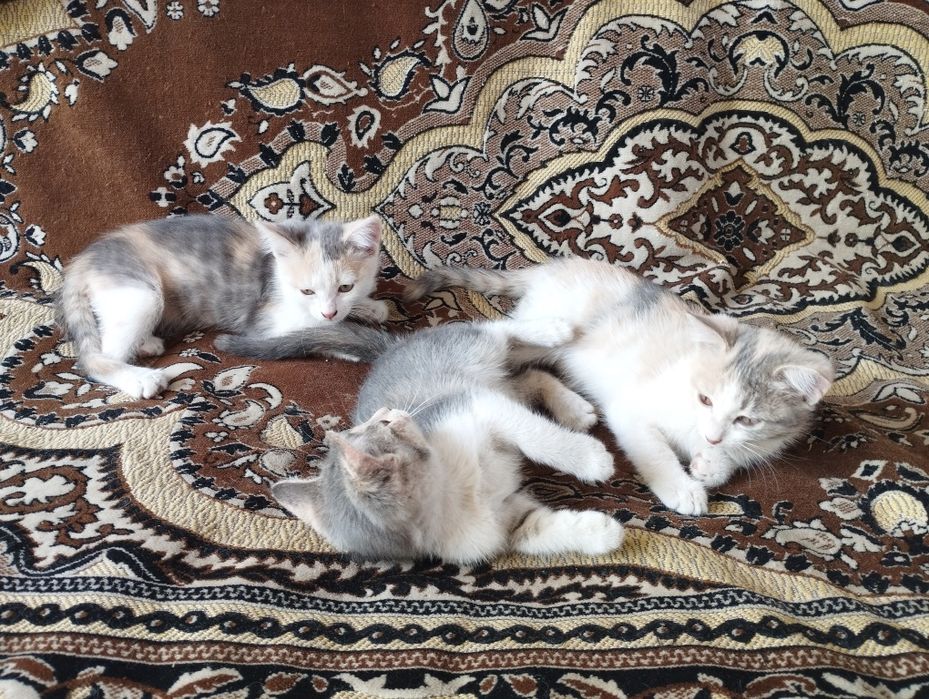 Отдам котят в добрые руки