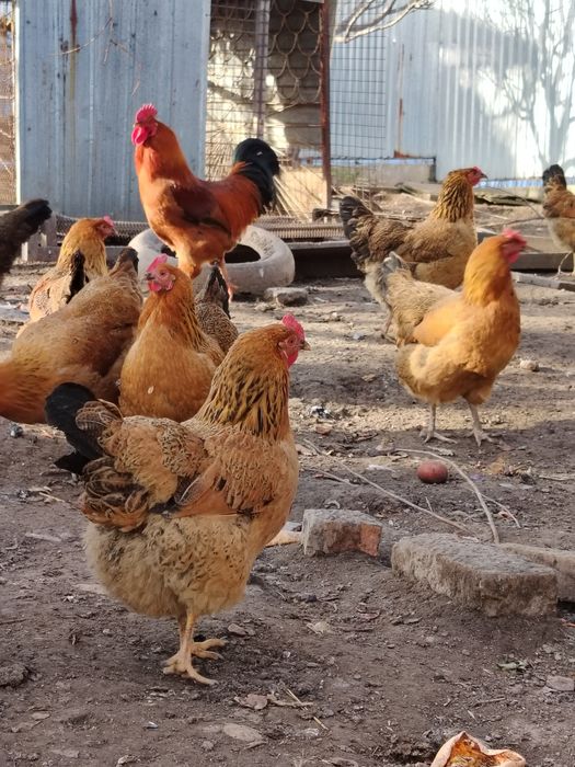 Кученский   Инкубационое яйцо