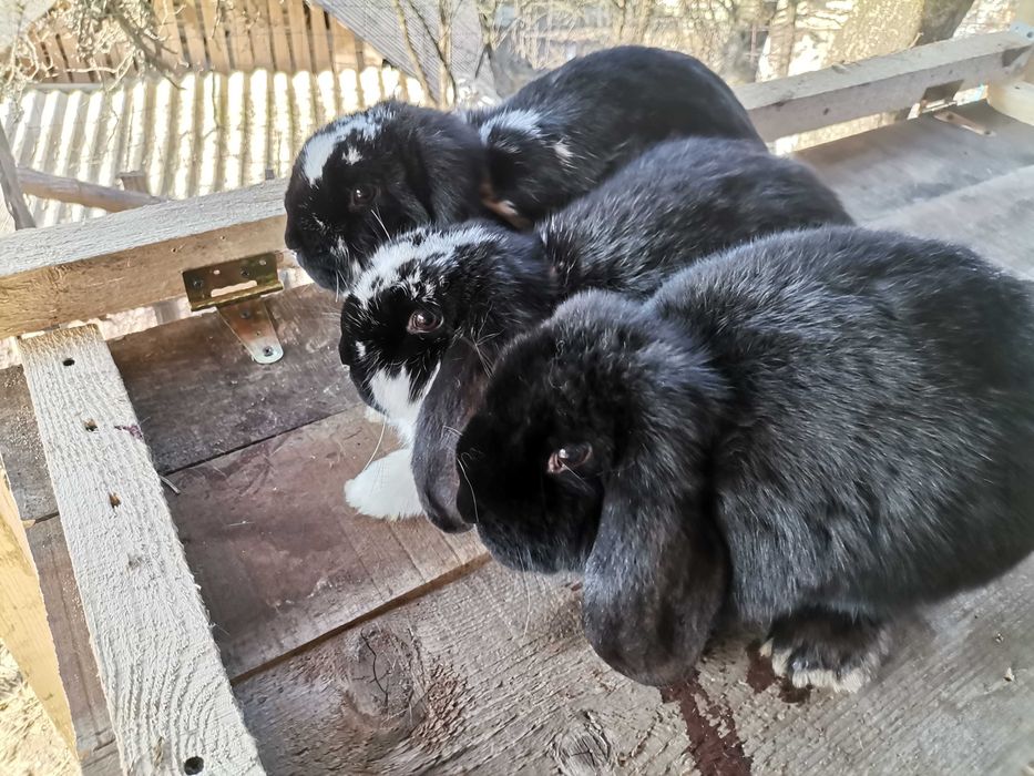 Berbec German femele 6 luni