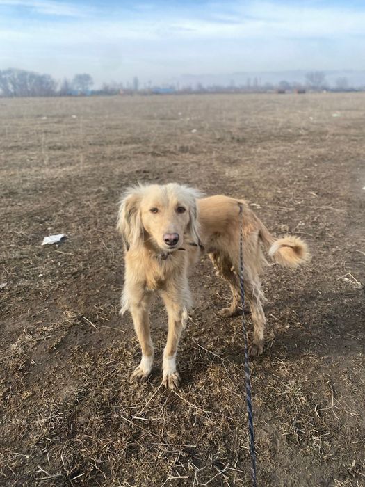 Продам тазы кобель