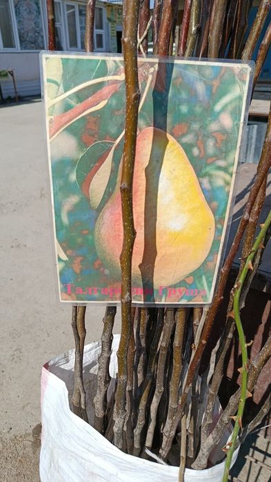 Меркінің көшеті сатылады