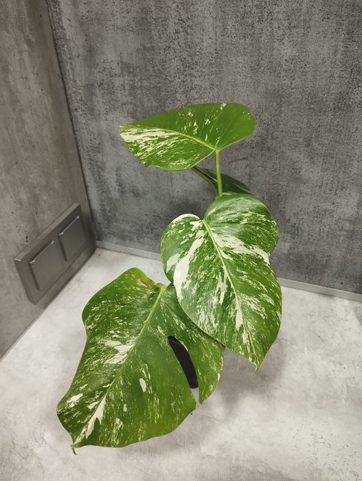 Монстера вариегатная Альба..