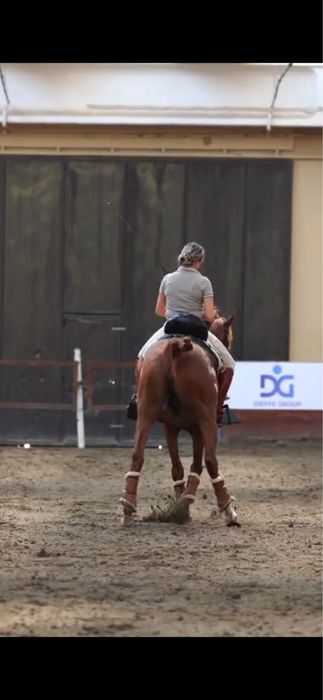 Vand pur sange arab pentru competitie si show