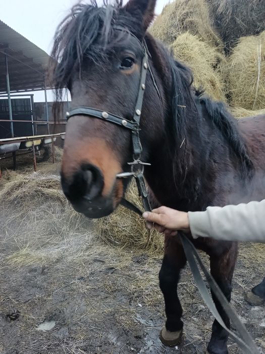 Жеребец -производитель