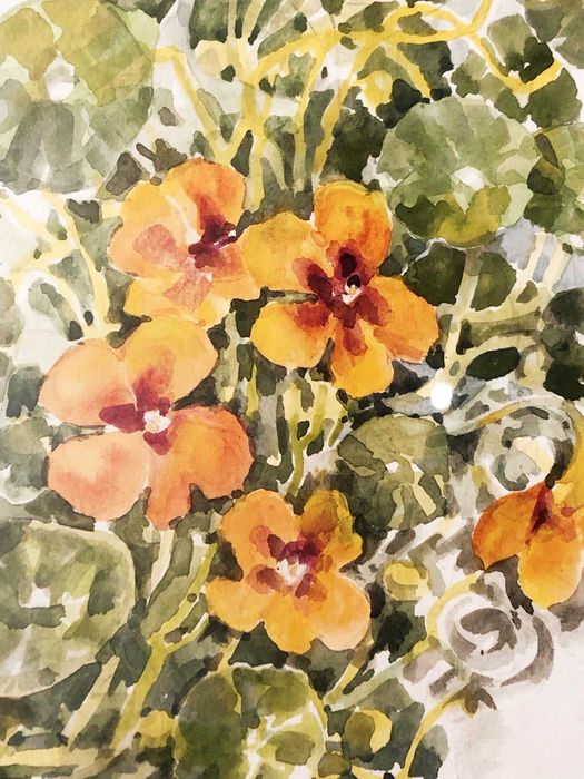 Acuarelă originală de Edit Petrivna Reprinzeva, Thunbergia