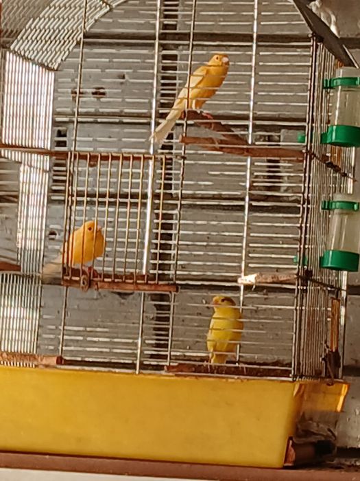 Канарейки.Самцы и самки.