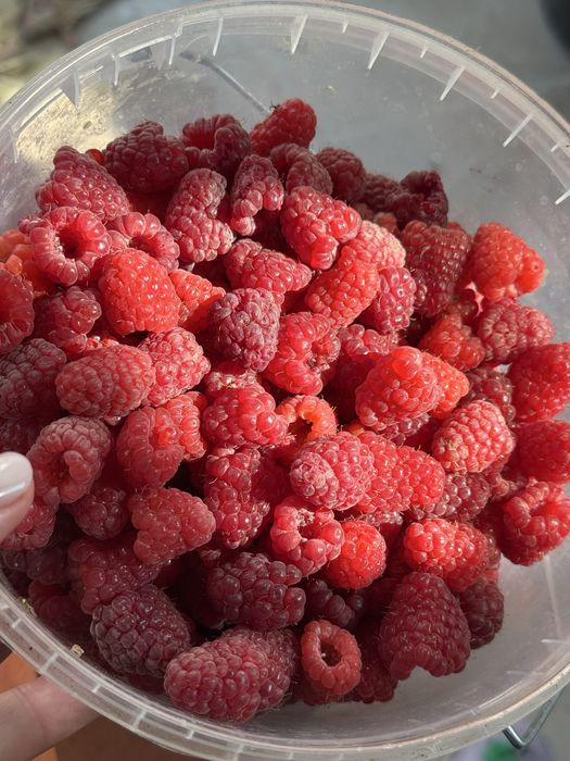 Саженцы крупной малины