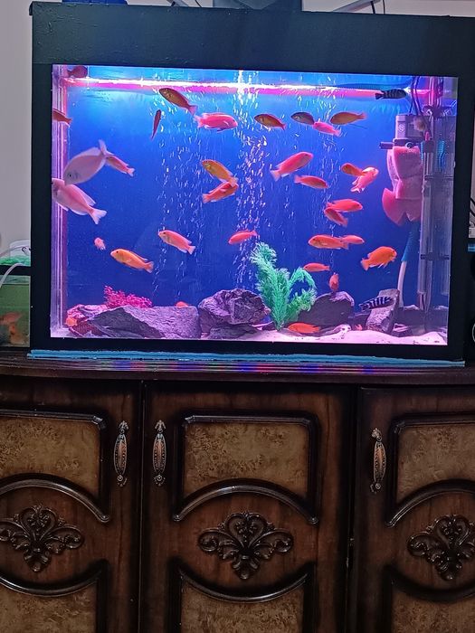 Akvarum ishlab turgan baliqla bilan sotiladi